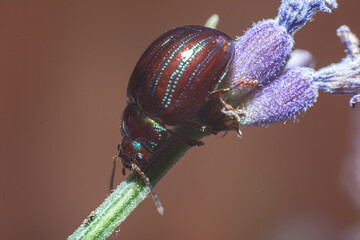 state potato beetle