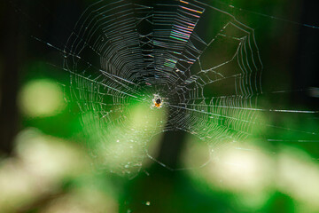 Spider weaves its web in the forest