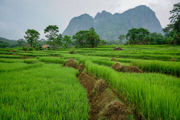 Paddy rice terraces in countryside area of Purwakarta.  mountain hills valley in Indonesia. 