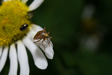 bug on a flower