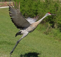 Regal Conservation Success Story Sandhill Crane
