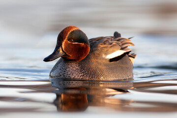 Swimming duck. Eurasian Teal. (Anas crecca) Blue water background. 