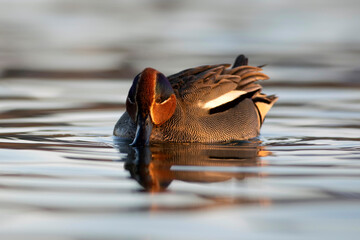 Swimming duck. Eurasian Teal. (Anas crecca) Blue water background. 