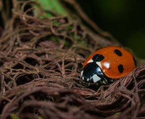 ladybug on grass