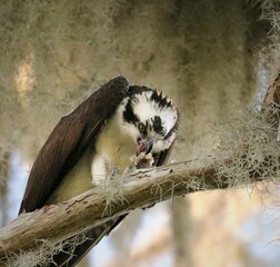 Osprey dining on a sumptuous fish meal 