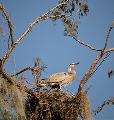 Regal Great Blue Heron perched in nest