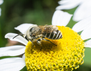 bee on flower