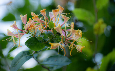 Honeysuckle in the garden