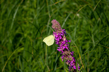 On a bright summer day, a white butterfly on a purple-lilac meadow flower
