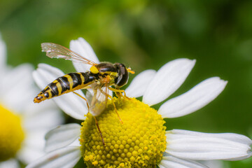 Hoverfly on flower