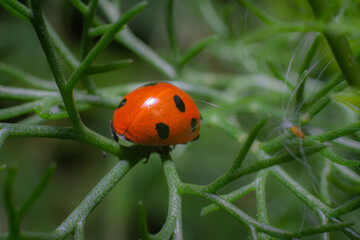 ladybug on grass