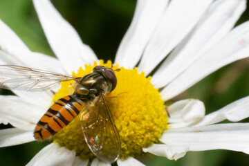 Hoverfly on flower