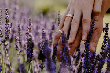 A loving married couple holding hands in a lavender field