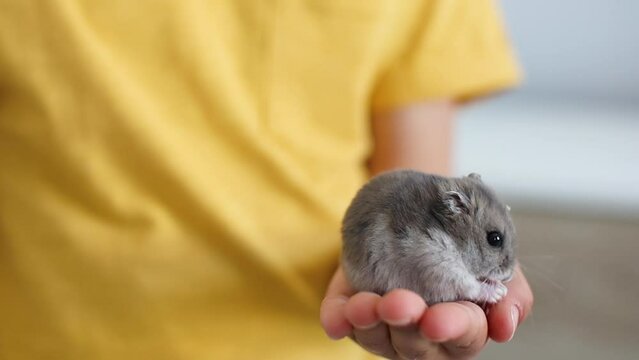 Hamster washing himself sitting on the boy's hand