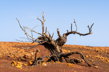 Dead tree in desert landscape La Gomera, Spain 
