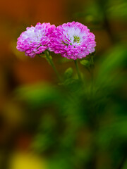 Close-up of a Pink Flower