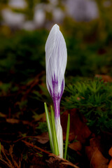 Close-up of a White Flowering Plant