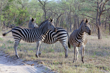Fototapeta na wymiar Group of zebra in the evening sun, South Africa 