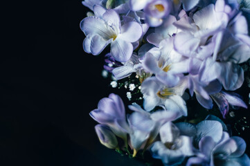 Bunch of Purple freesia flowers on dark background