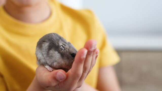 Boy playing with hamster at home and smiling