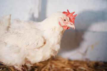 white chickens with a bright red comb of broilers in the village on a home farm in a chicken coop