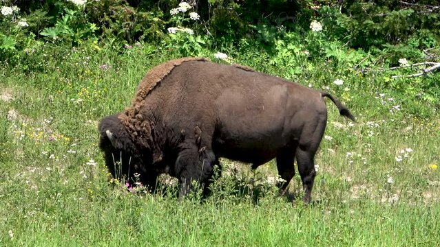 Grazing American Bison in the Yellowstone National Park