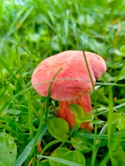 A mushroom in the forest