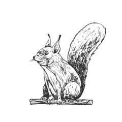 realistic squirrel illustration, graphics realistic illustration of a squirrel sitting, graphics, hand drawing