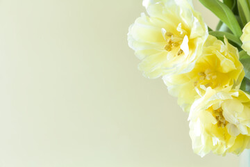 A bouquet of delicate, creamy tulips on a light background. Copy space.