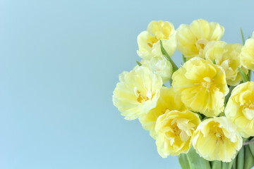 Naklejka na ściany i meble A bouquet of delicate, creamy tulips on a blue background. Copy space.