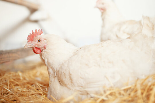 many white chickens broilers in the village on a home farm in a chicken coop