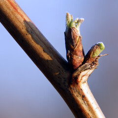 Budding bud with young leaves on a branch of a spring tree