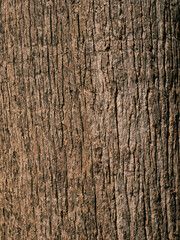 Obraz premium texture of an old tree