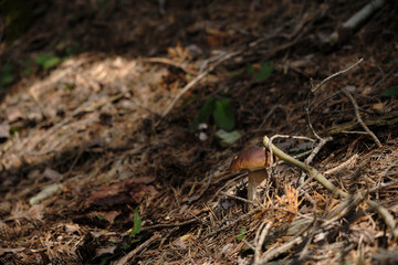Fungo Porcino, Boletus