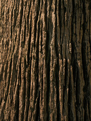 texture of an old tree