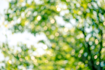 Blur background green park garden nature bright sunny forest. Blurry outdoor park in spring time glowing shinny day template with sunlight bokeh. Abstract blurred background banner copy space.