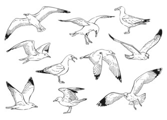 Set of seagulls outlines. Hand drawn illustration converted to vector.