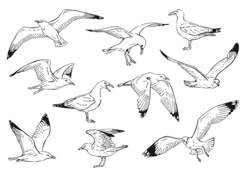 Set of seagulls outlines. Hand drawn illustration converted to vector.