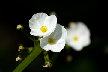 Group of Creeping Burhead with green leaf in the pond.