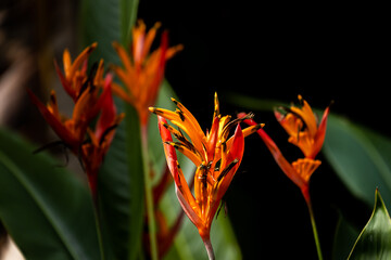 Close up bird of paradise flowers with dark background, the tropical plant in Thailand. 