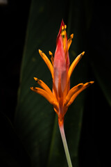 Close up bird of paradise flowers with dark background, the tropical plant in Thailand. 