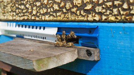 Rural apiary and honey production. Bee hive. Swarm of bees. Beekeeping.
