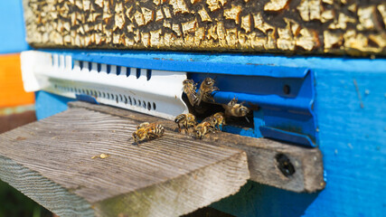 Rural apiary and honey production. Bee hive. Swarm of bees. Beekeeping.