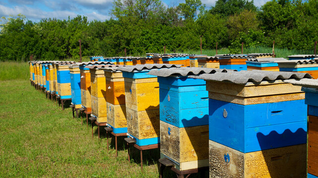 Rural apiary and honey production. Bee hive. Swarm of bees. Beekeeping.