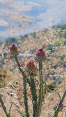 Fototapeta premium Thistle plant against the background of stones and sky