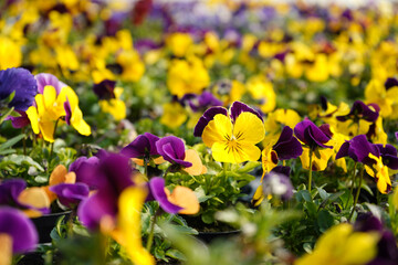 Vibrant yellow purple pansy flowers,  flower bed with colorful violet yellow pansies, floral spring wallpaper background