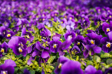 Vibrant purple pansy flowers,  flower bed with bright violet pansies, floral spring wallpaper background