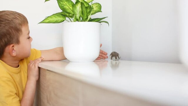 Boy playing with hamster at home