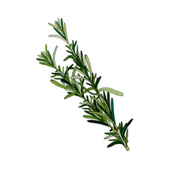 rosemary branch, isolated element rosemary branch, isolated element, hand drawing, green with a dark outline