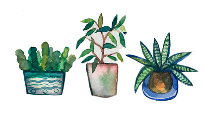 Set of three plants. Hand drawn flowers in a pot. Set of flowers in watercolor